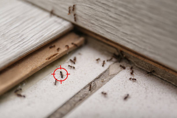 Best Pest Control for Restaurants  in San Leon, TX