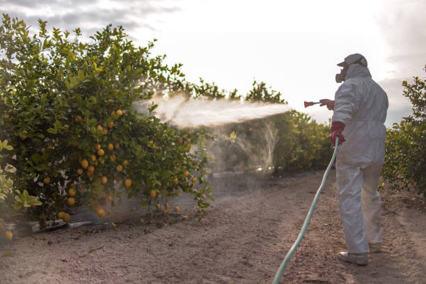 Best Pest Removal Services  in San Leon, TX