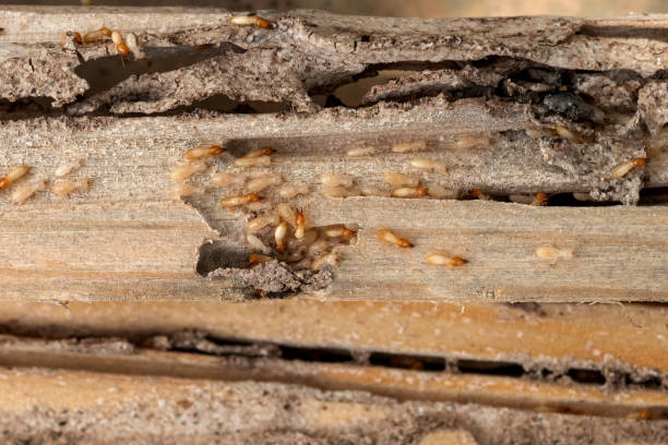 Best Emergency Pest Control  in San Leon, TX
