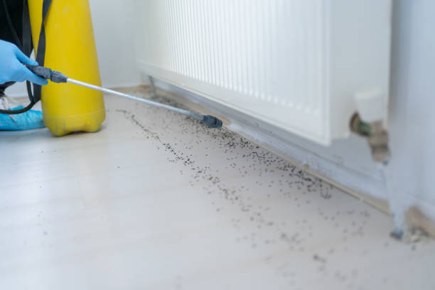 Best Wasp Removal Services  in San Leon, TX